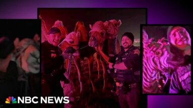 Officers rescue 10 circus animals from semi-truck blaze on Indiana highway