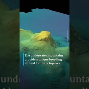 Four new octopus species discovered off Costa Rica coast | DW News