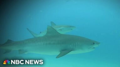 Hawaiian surfer dies after shark encounter off coast of Maui