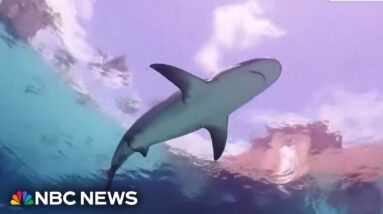 Video captures aftermath of 10-year-old boy bitten by shark in Bahamas