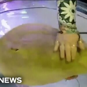 Mysterious stingray pregnancy leaves many to wonder if shark is father