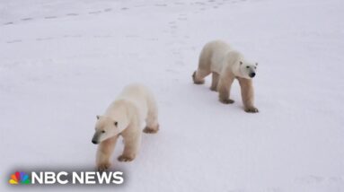 Cameras offer rare glimpse into lives of polar bears as they grapple with less sea ice