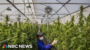 Study shows marijuana has been linked to chance of heart attack and stroke