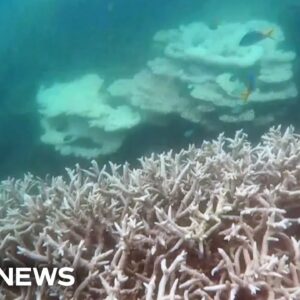Australia's Great Barrier Reef has been hit by a major coral bleaching event