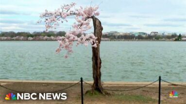 Cherry tree named 'Stumpy' becomes a Washington sensation