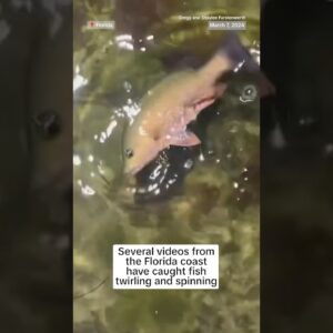 The government is investigating Florida Fish and Wildlife reports of ‘abnormal fish behavior’