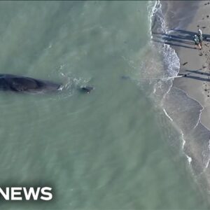 Florida beachgoers advised to avoid dead whale