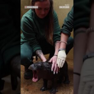 It’s a boy! An Athens zoo welcomes the birth of a rare pygmy hippo