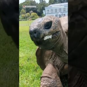 Meet the world's oldest living land animal