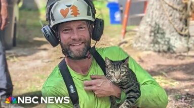 New Jersey tree trimmer helps rescue over 100 cats in trees