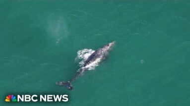 Rare gray whale spotted 200 years after extinction in Atlantic