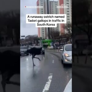 Runaway ostrich causes traffic chaos in South Korea