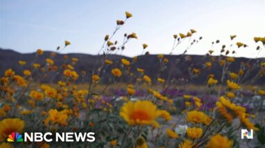 Wild Flower Hotline is rite of spring in California