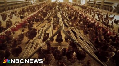 Big Texas egg producer tries to stem Avian flu spread
