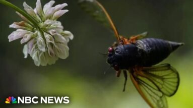 Two broods of cicadas will emerge this summer at level not seen since 1803
