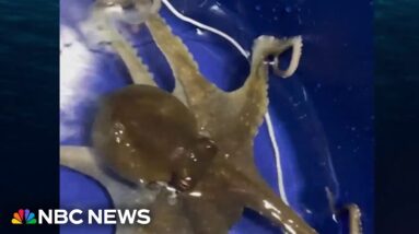 Family shares pet octopus journey on TikTok