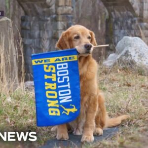 Legacy of the Boston Marathon’s beloved official dog lives on