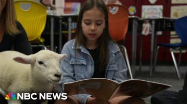School builds literacy skills by having students read to lambs