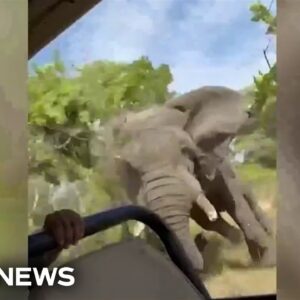 Watch: Terrifying moment elephant charges tourists on Zambia safari