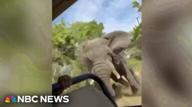 Watch: Terrifying moment elephant charges tourists on Zambia safari