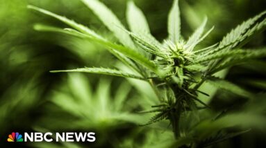 Democratic lawmaker applauds Biden's plan to reclassify marijuana