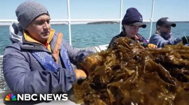 Exploring the popularity of kelp and its benefits for people and the environment