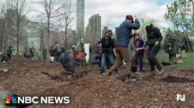 Tiny forest sprouts in concrete jungle