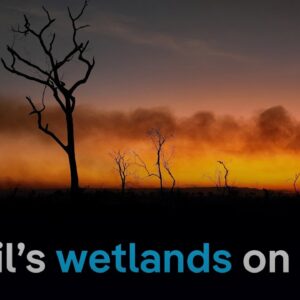 What makes it so hard to fight wildfires in Brazil's tropical wetlands? | DW News
