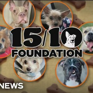 Nonprofit raises millions for dogs with special needs
