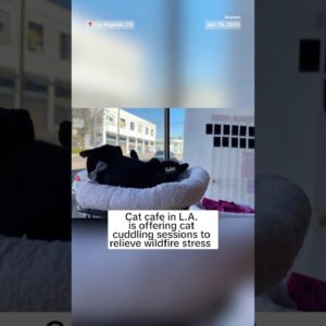 Cat cafe in L.A. is offering cat cuddling sessions to relieve wildfire stress