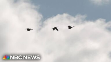 Scientists test animals for bird flu