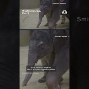 New baby Asian elephant born at National Zoo