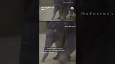 New baby Asian elephant born at National Zoo