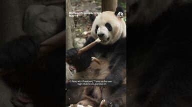 Chinese pandas prepare to head to the U.S.