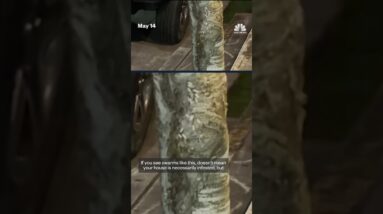 Termites swarm parts of New Orleans after intense rainfall